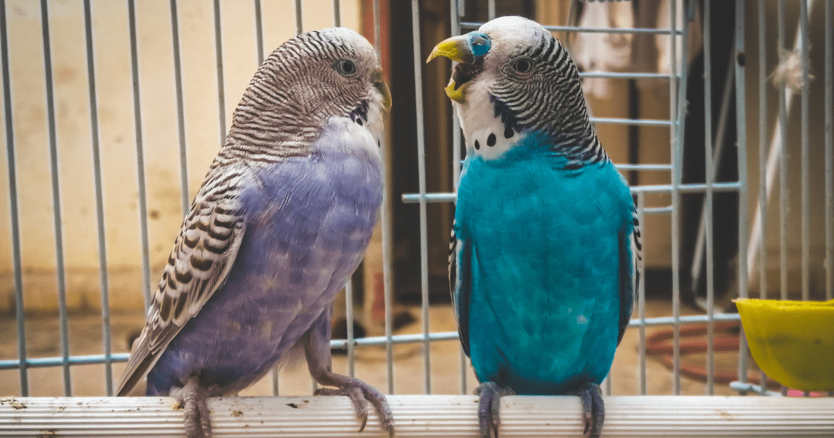 How to Care for a Pet Bird: Understanding Bird Behavior to Build Trust