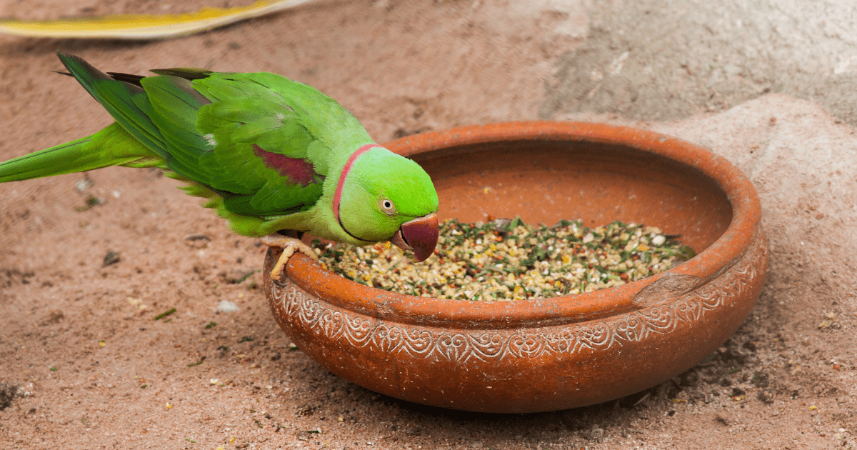 How to Care for a Pet Bird: Establishing a Healthy and Fun Daily Routine