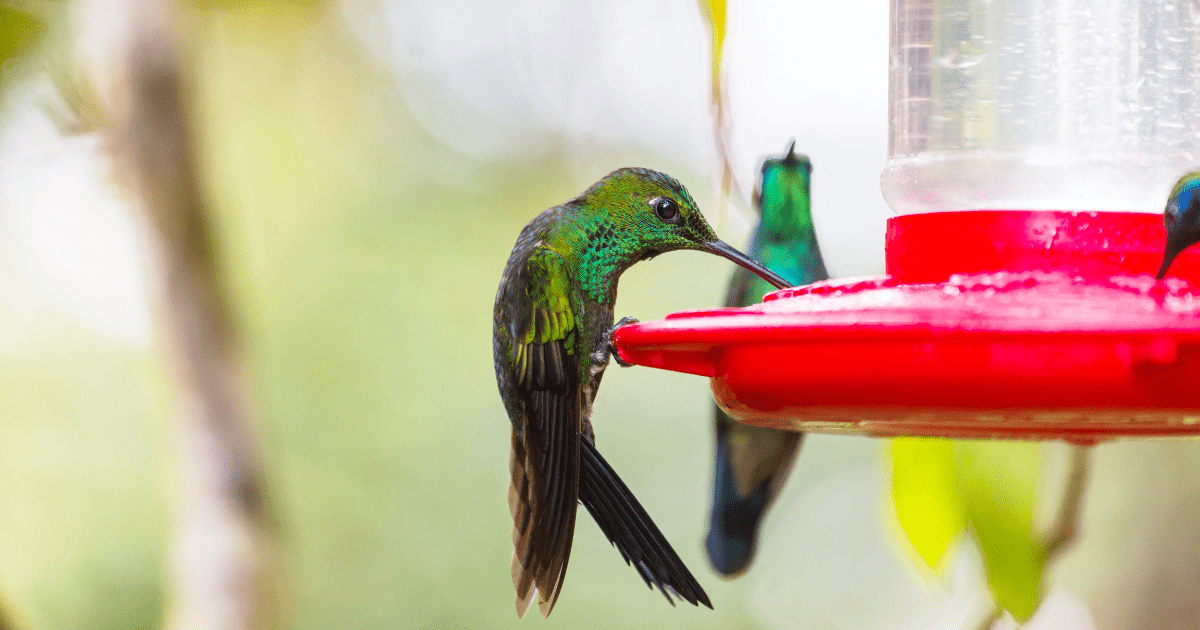 How to Care for a Pet Bird: Providing Nutritious Food and Fresh Water for Your Bird’s Well-Being