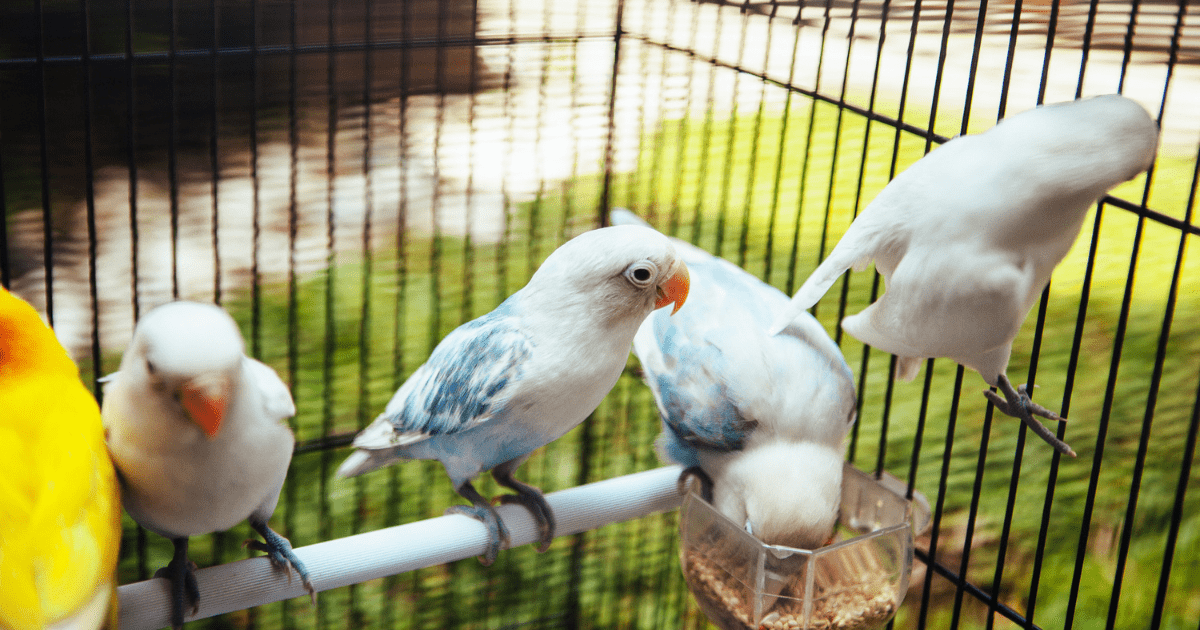 How to Care for a Pet Bird: Simple Tricks to Make Your Bird Feel Right at Home