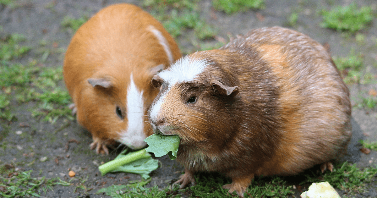 The Ultimate Guide to the Best Guinea Pig Food: What Your New Pet Will Love