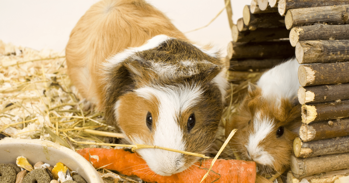 What Makes the Best Guinea Pig Food for a Happy and Healthy Pet?