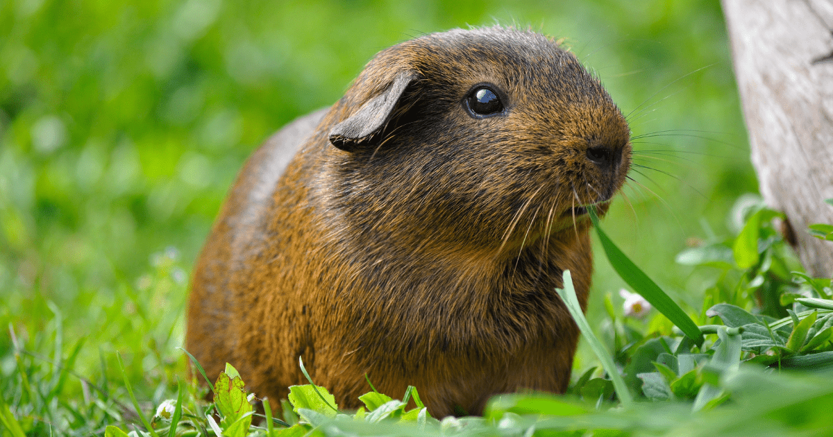 Fresh vs. Pellets: Which Is the Best Guinea Pig Food Choice for Your New Pet?