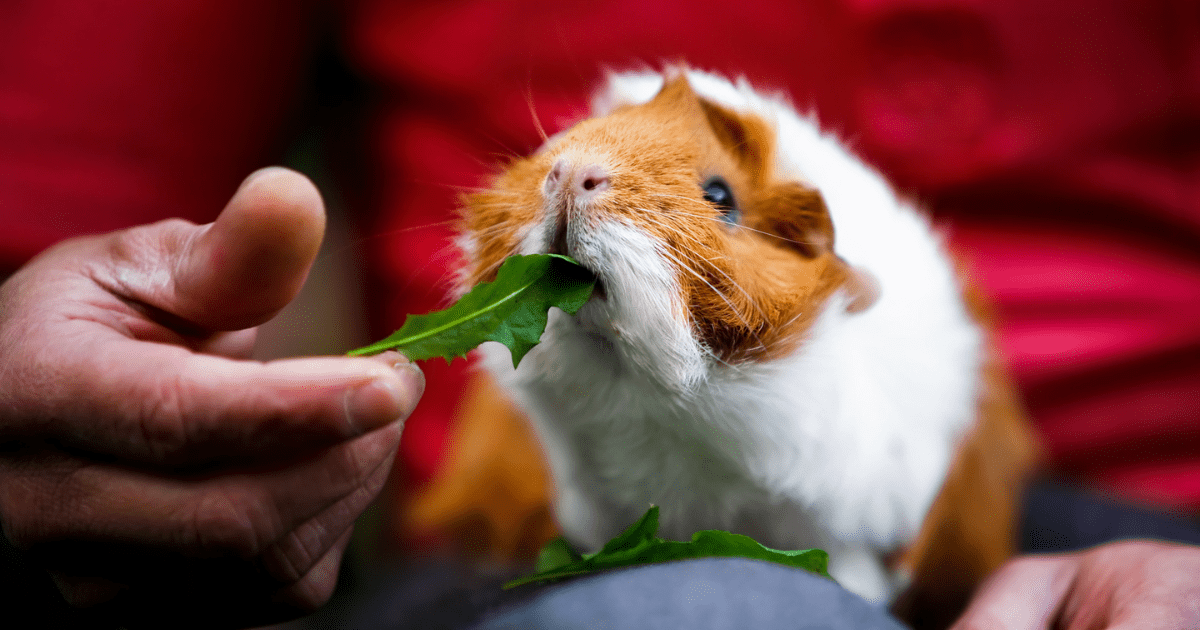 How to Determine the Best Guinea Pig Food for Sensitive Tummies