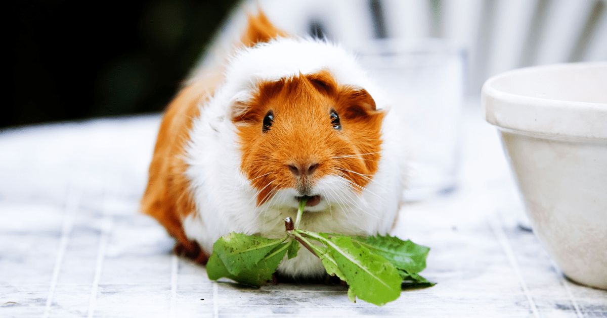 Best Guinea Pig Food for Energy: Keep Your Pet Active and Playful