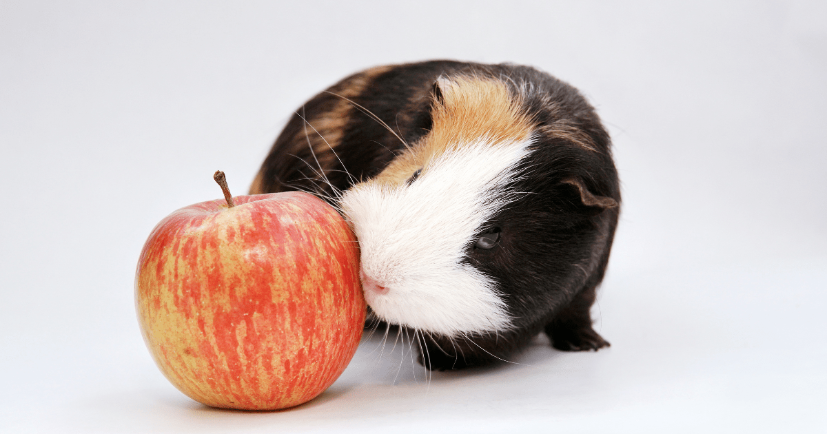 Exploring the Best Guinea Pig Food Treats for Fun and Flavor