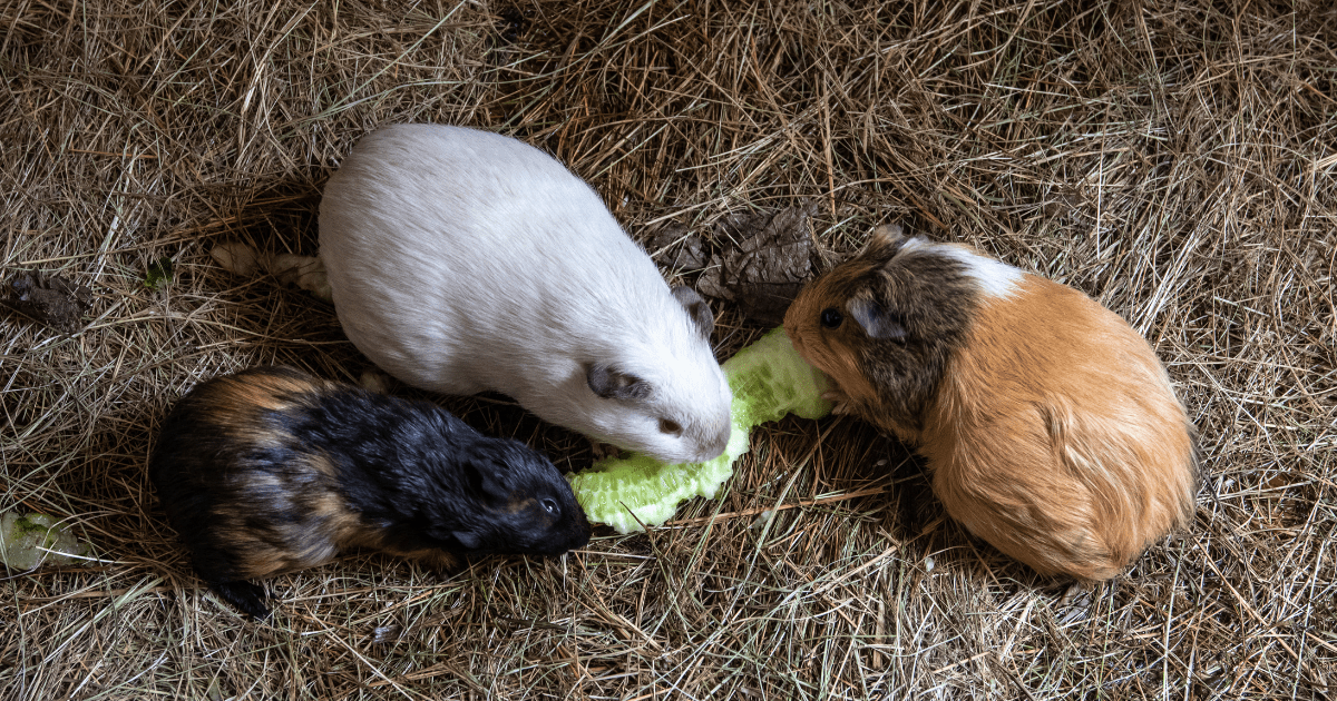 How Often Should You Feed Your Guinea Pig the Best Guinea Pig Food?