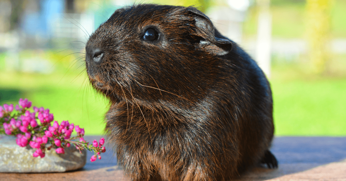 The Best Guinea Pig Food to Avoid: What to Never Feed Your Pet