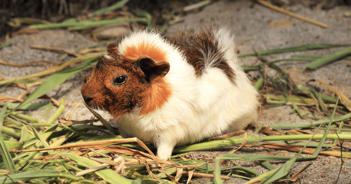 The Ultimate Guide to the Best Guinea Pig Food: What Your New Pet Will Love