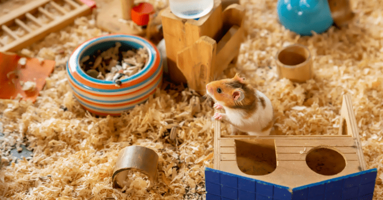 Hamster Care Guide for Children: A Beginner's Guide to Setting Up Your First Hamster Home