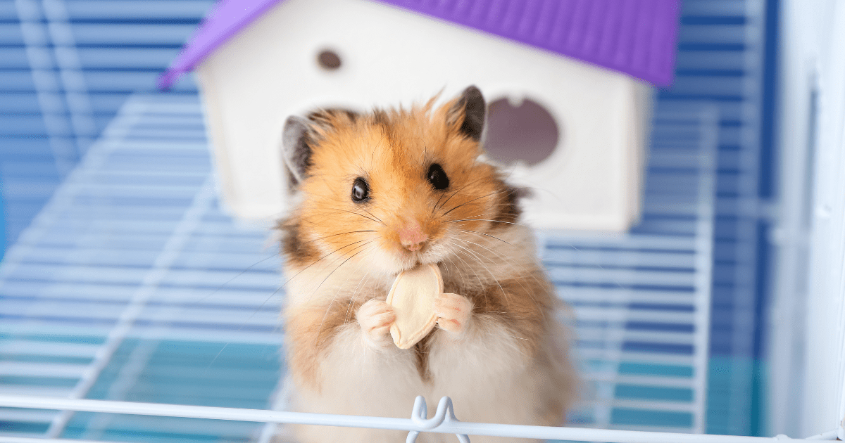 Why Hamsters Make the Perfect First Pet: A Hamster Care Guide for Children