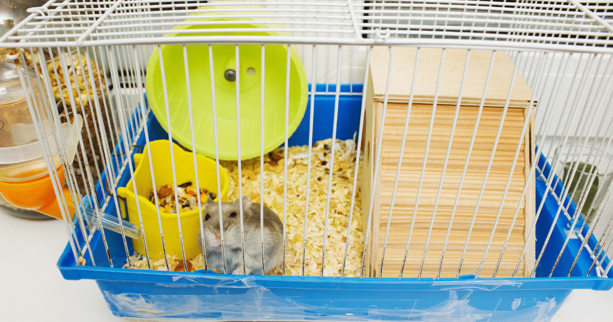 Essential Supplies You’ll Need: The Ultimate Hamster Care Guide for Children