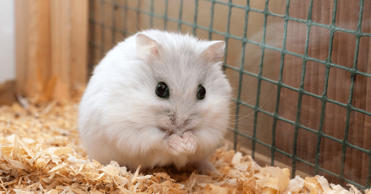 Choosing the Right Hamster Cage: Your First Step in the Hamster Care Guide for Children