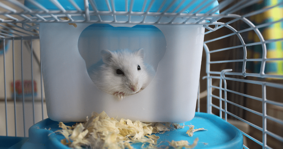 Setting Up the Perfect Habitat: A Beginner’s Hamster Care Guide for Children