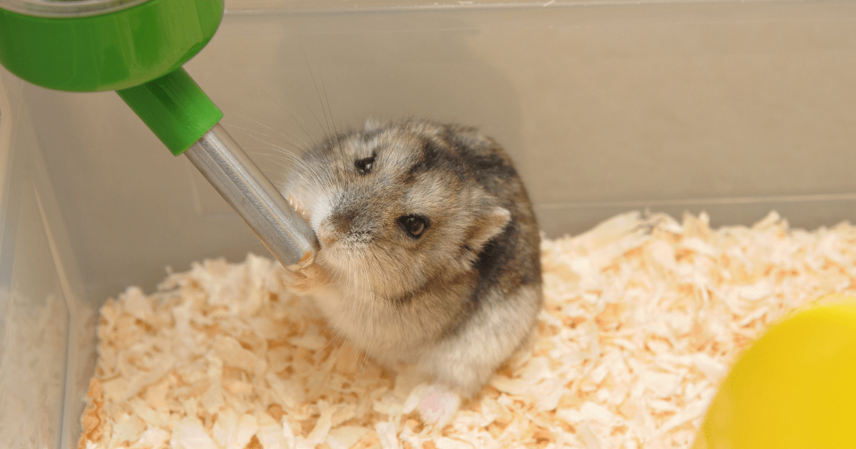 How to Create a Safe and Fun Environment: Hamster Care Guide for Children