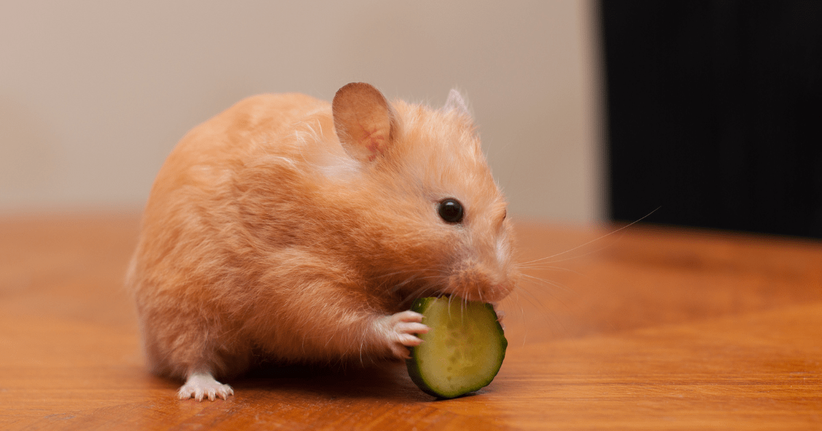 Feeding Your Hamster: Easy and Fun Tips from the Hamster Care Guide for Children