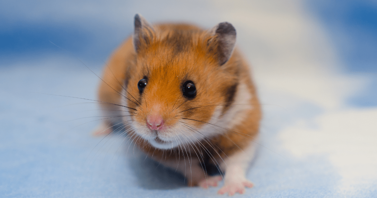 Keeping Your Hamster Healthy and Happy: The Best Practices from a Hamster Care Guide for Children