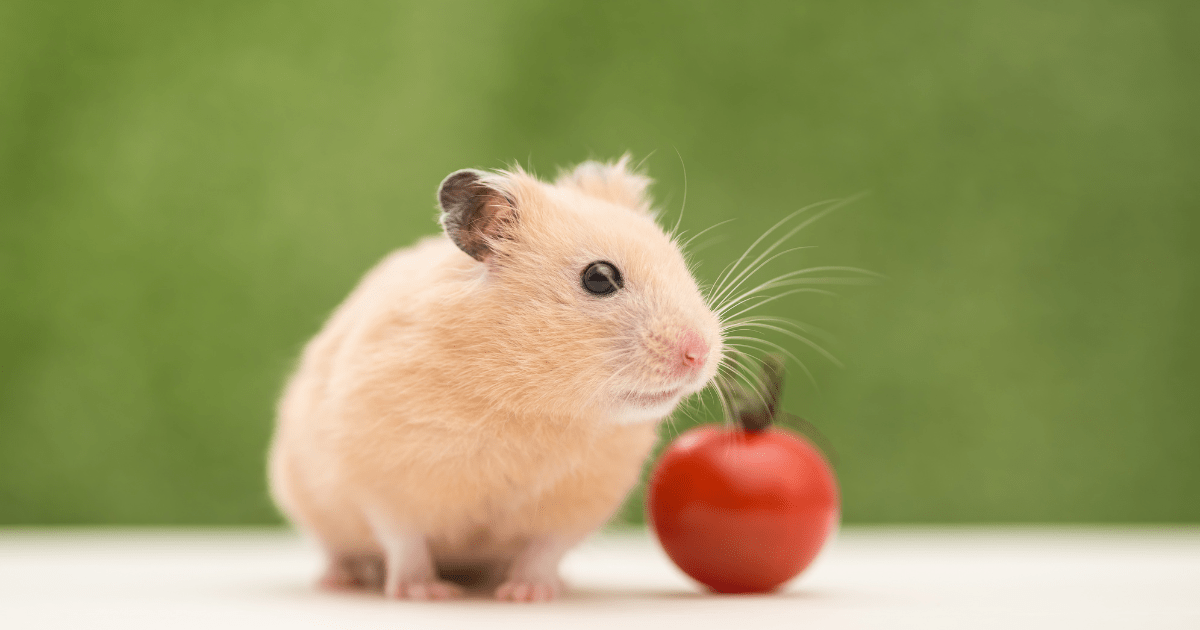 Hamster Care Guide for Children: A Beginner's Guide to Setting Up Your First Hamster Home