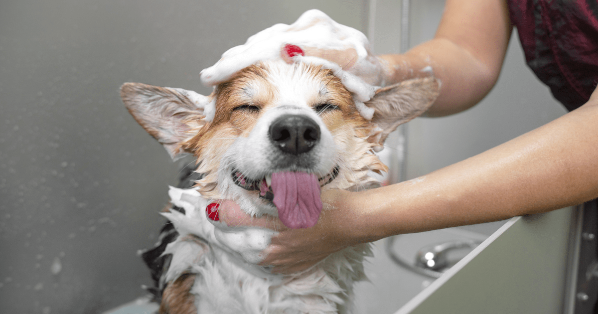 Dog Grooming for New Pet Owners: 5 Quick and Easy Tips to Keep Your Pup Looking Fabulous