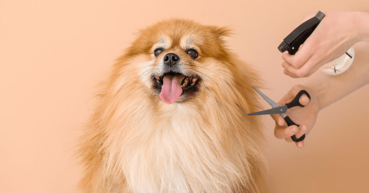 Dog Grooming for New Pet Owners: The 5 Must-Know Basics for a Happy, Healthy Pup