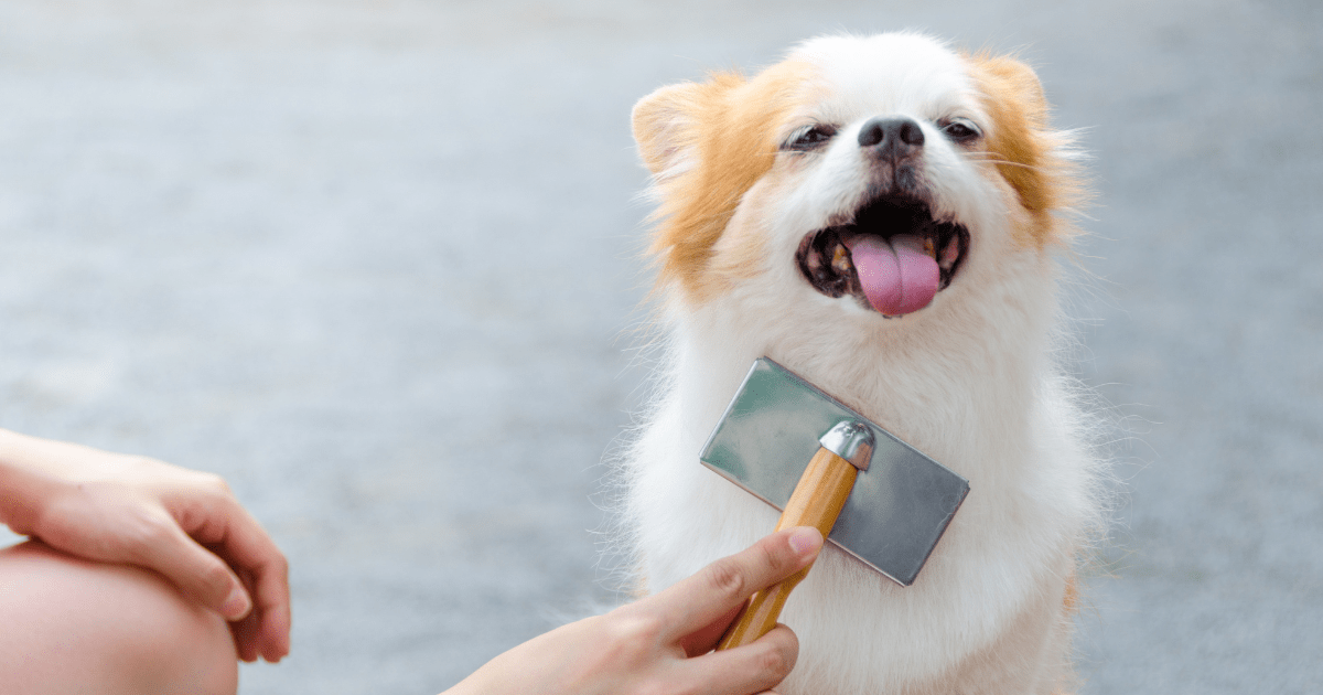 How to Make Brushing Your Dog’s Fur a Quick and Fun Routine