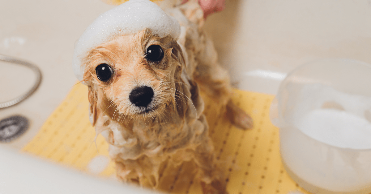 Dog Grooming for New Pet Owners: Bathing Your Dog Without the Hassle