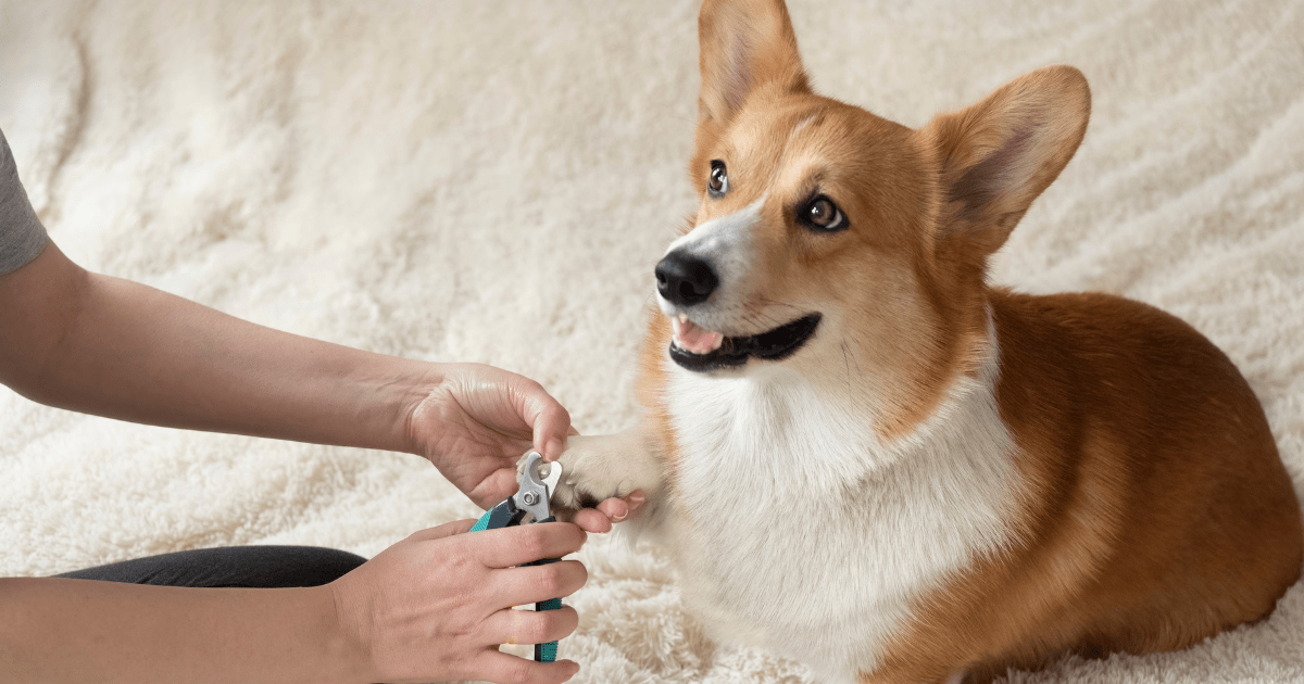 Dog Grooming for New Pet Owners: Quick Tricks for Nail Trimming Success