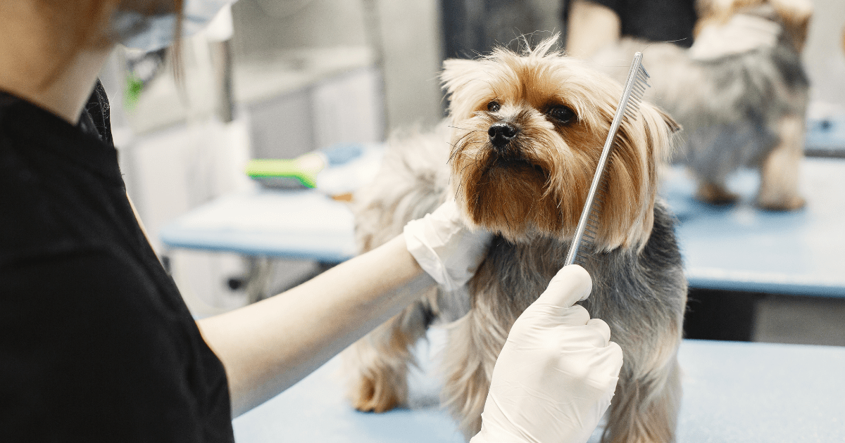 How to Choose the Right Dog Grooming Tools for Beginners