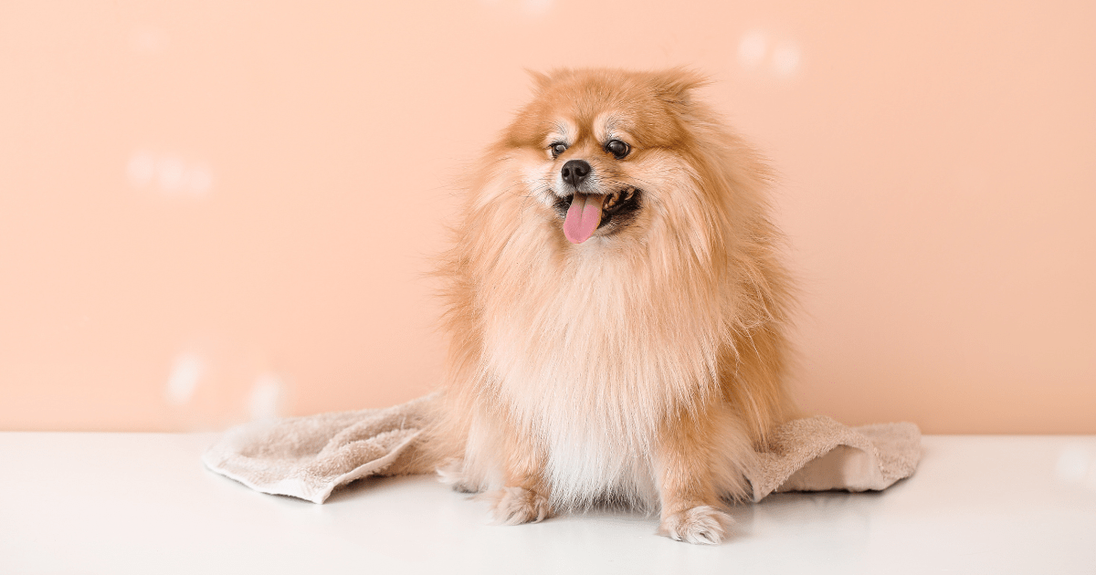 Dog Grooming for New Pet Owners: Cleaning Your Dog’s Eyes and Ears Made Easy