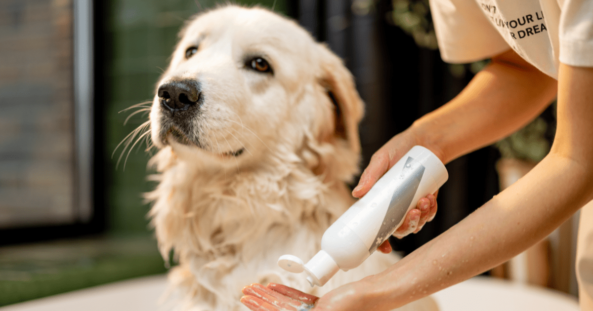 How Dog Grooming for New Pet Owners Helps Keep Your Home Clean and Fresh