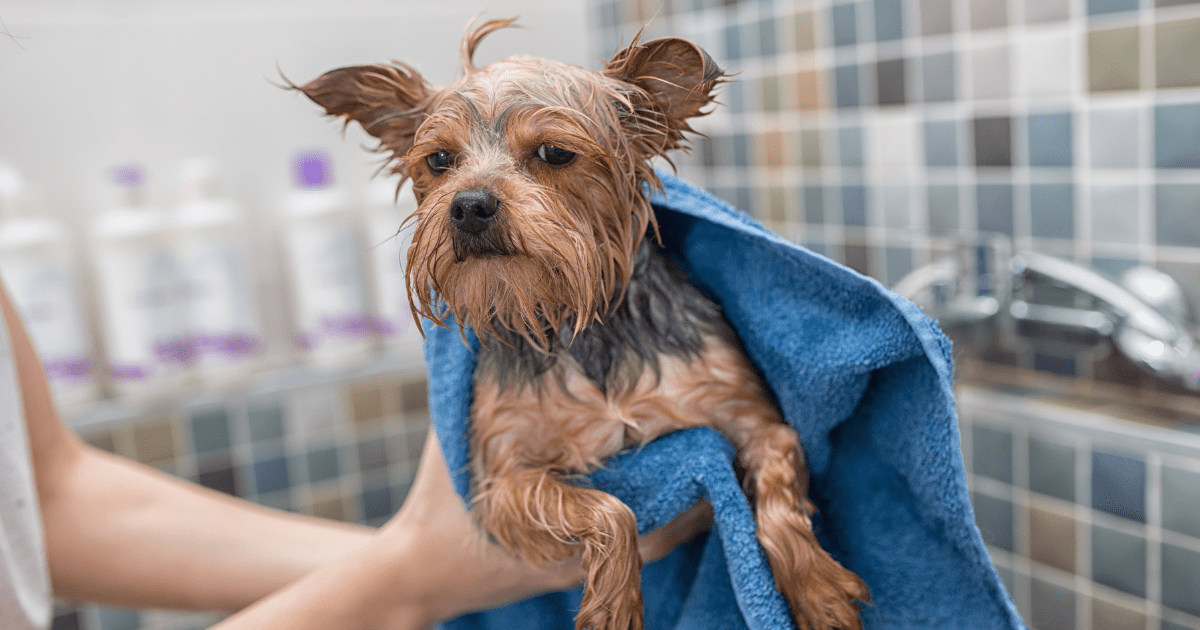 Dog Grooming for New Pet Owners: 5 Quick and Easy Tips to Keep Your Pup Looking Fabulous