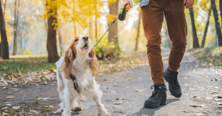 How to Stop Dog from Barking Excessively: A Step-by-Step Guide for First-Time Dog Parents