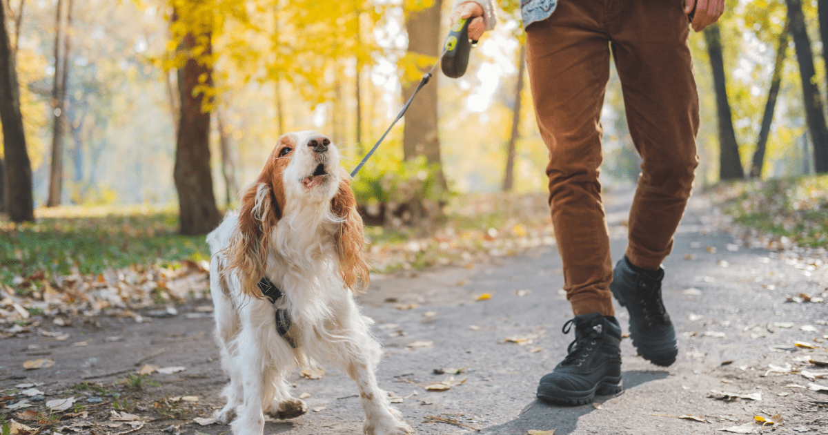 How to Stop Dog from Barking Excessively: A Step-by-Step Guide for First-Time Dog Parents