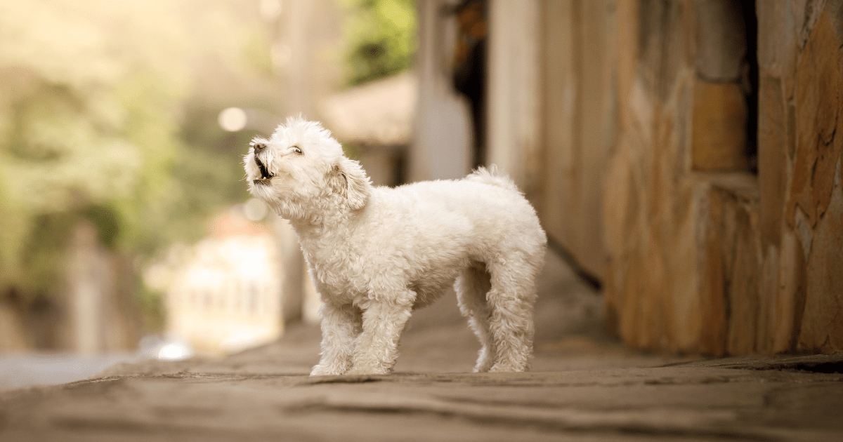 Understanding Why Your Dog Barks: How to Stop Dog from Barking for Good