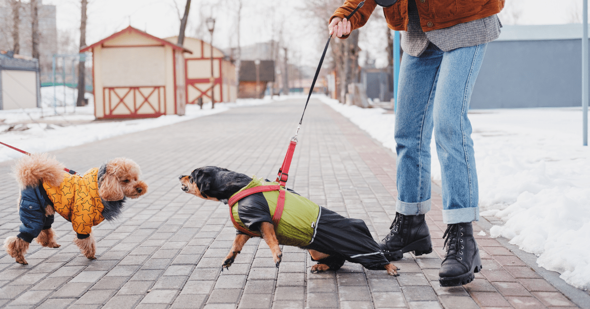 Identifying the Cause of Excessive Barking: How to Stop Dog from Barking at Triggers