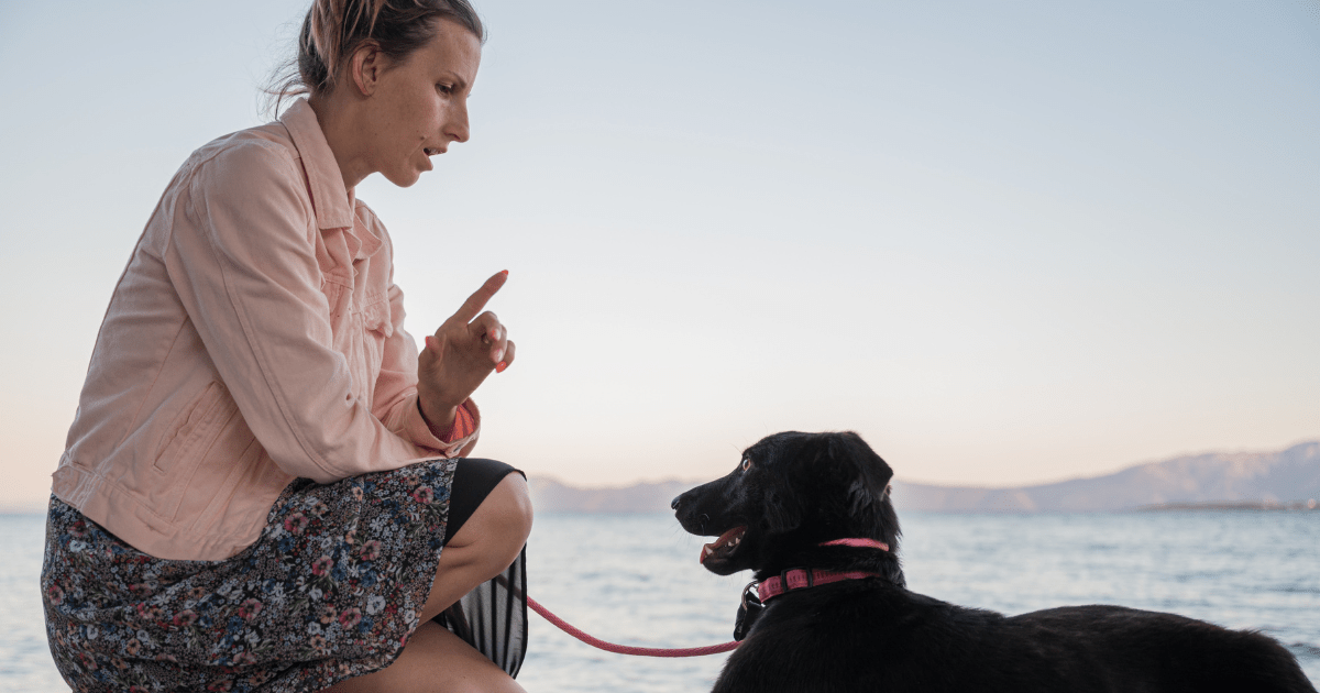 Training Techniques That Actually Work: How to Stop Dog from Barking with Positive Reinforcement