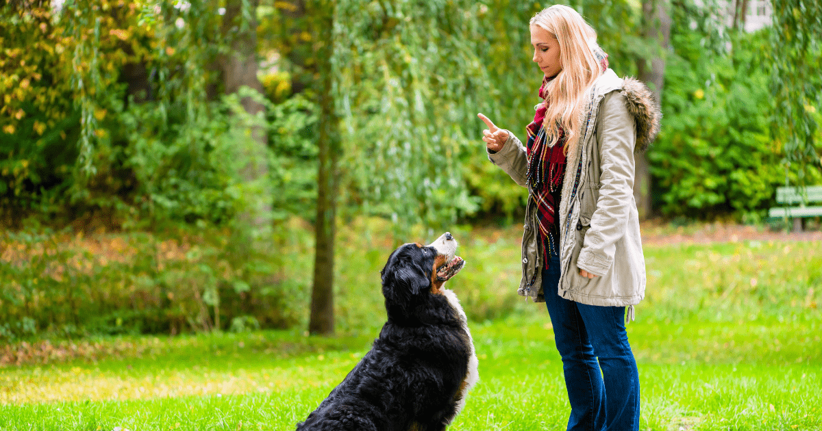 Using Commands to Control Barking: How to Stop Dog from Barking on Command