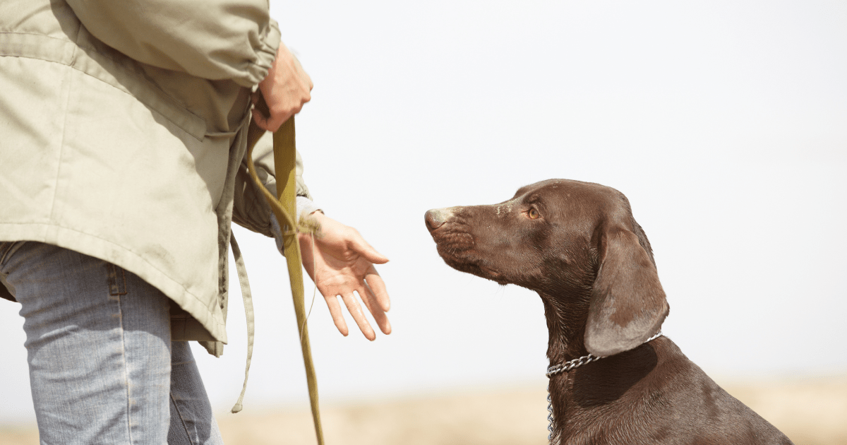 When to Seek Professional Help: How to Stop Dog from Barking with Expert Assistance