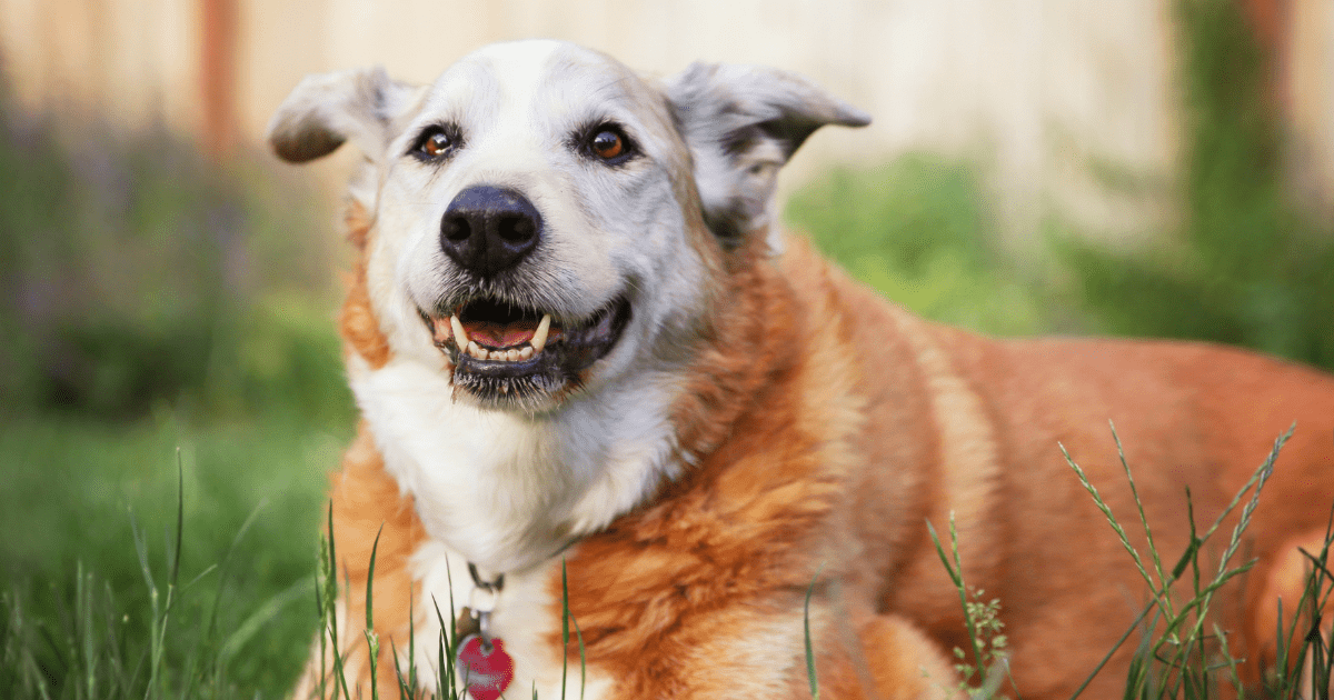 10 Senior Dog Care Tips Every Pet Parent Needs to Know for a Long, Joyful Life