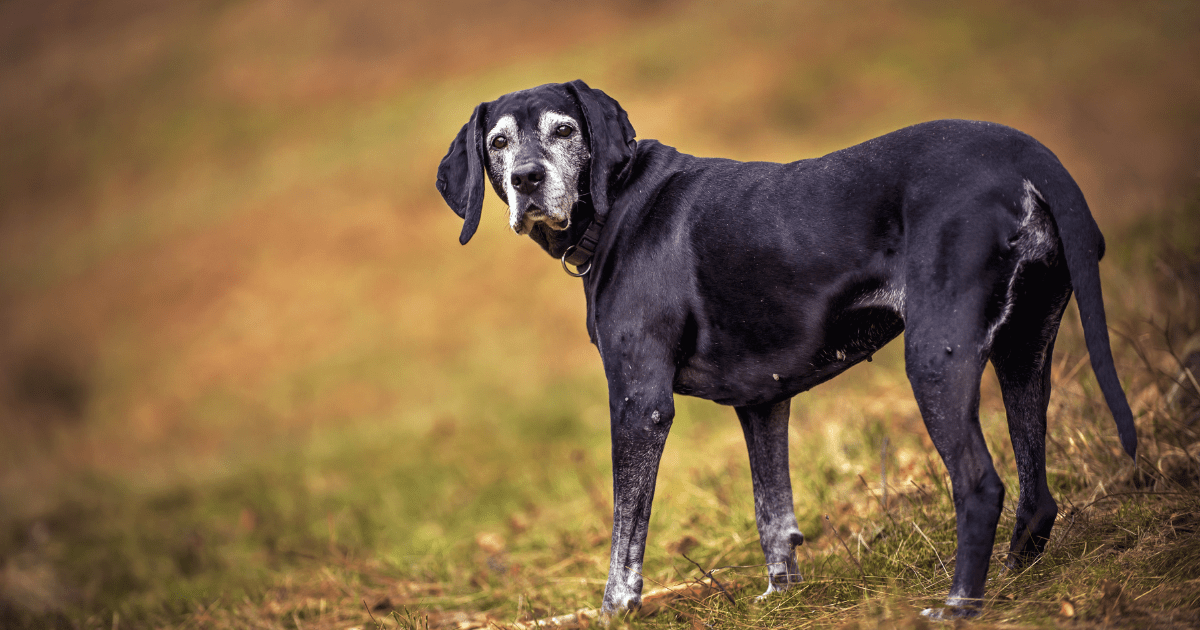 Recognizing the Early Signs of Aging: Senior Dog Care Tips for Prevention