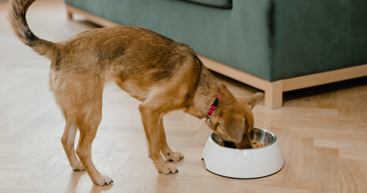 The Best Diet for Senior Dogs: Senior Dog Care Tips to Keep Them Energized