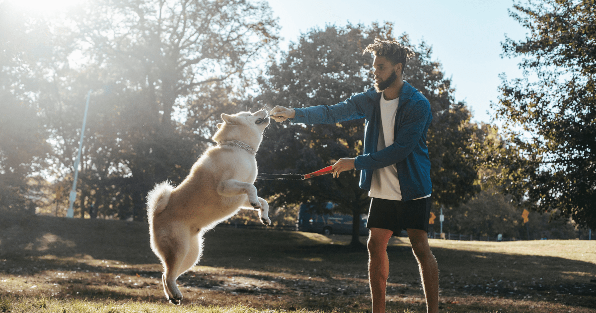 Exercise for Senior Dogs: Senior Dog Care Tips to Keep Them Moving Safely