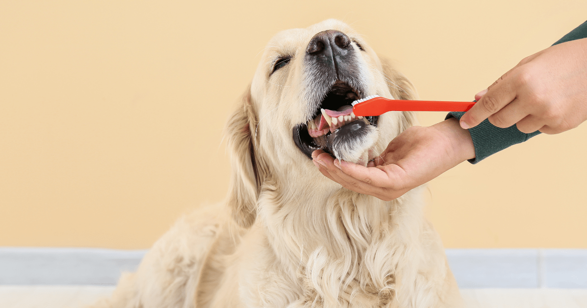 Dental Care Matters: Senior Dog Care Tips for a Healthy Smile in Older Dogs