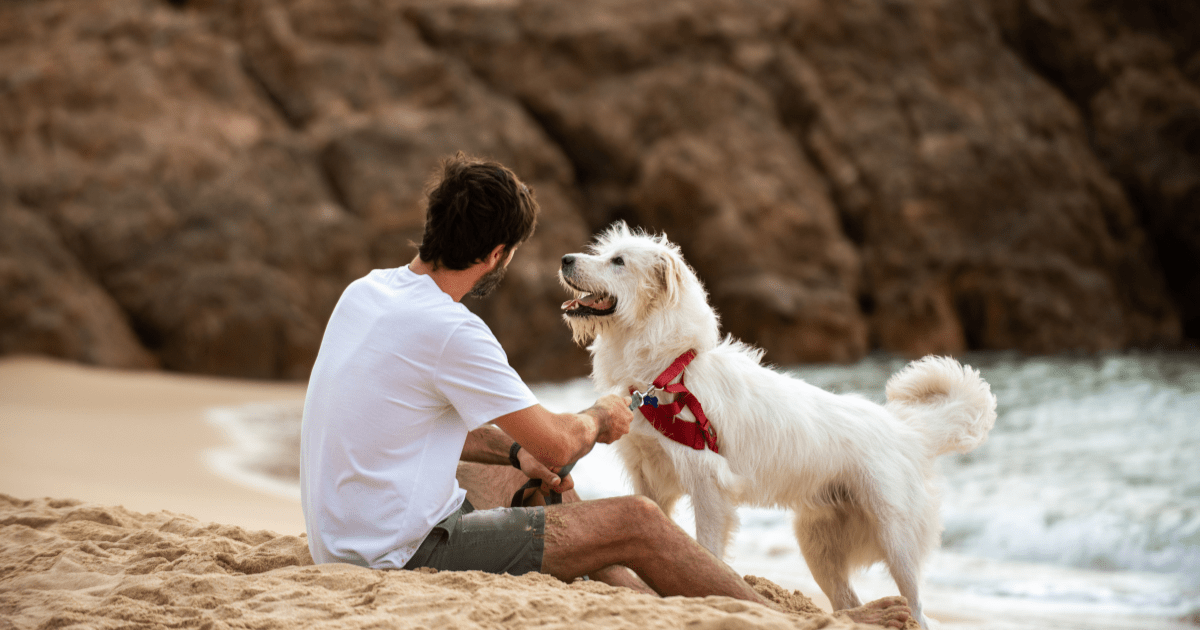 Maintaining Mental Sharpness: Senior Dog Care Tips for Cognitive Health