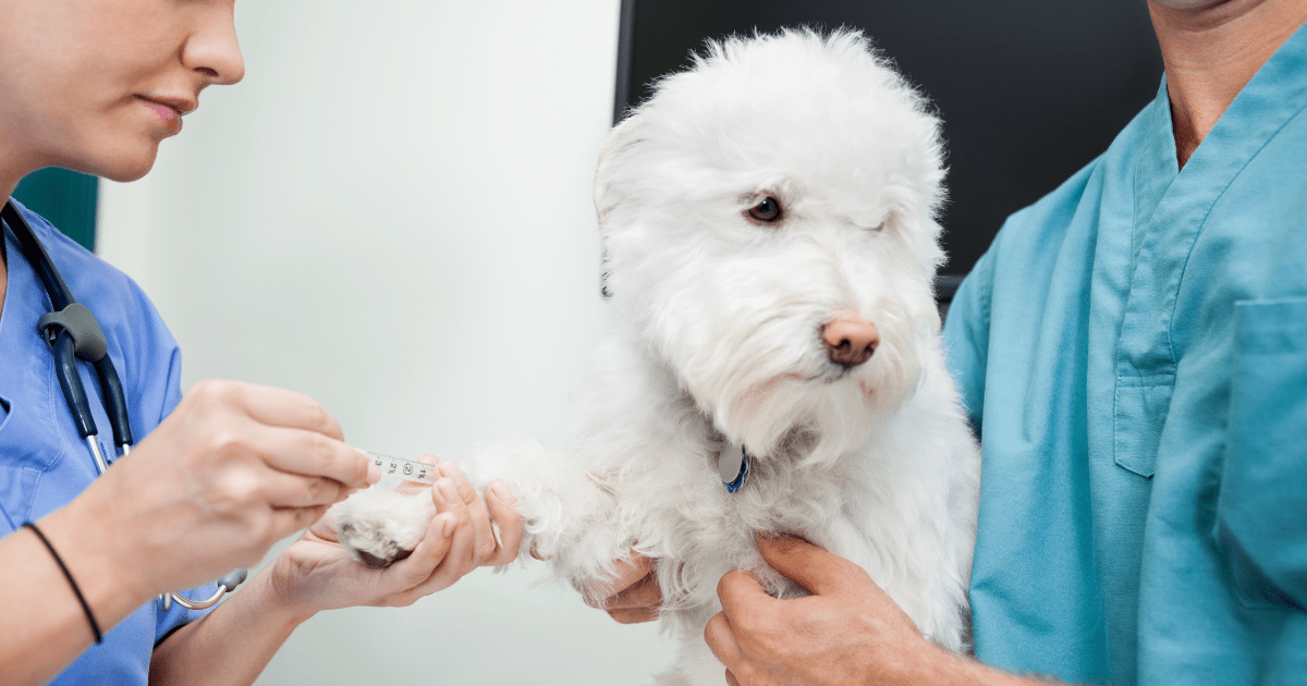 Regular Vet Check-ups: Senior Dog Care Tips to Stay Ahead of Health Issues