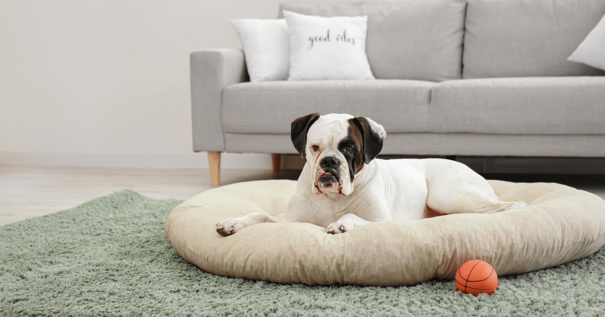 Creating a Comfortable Home: Senior Dog Care Tips for a Cozy Retirement