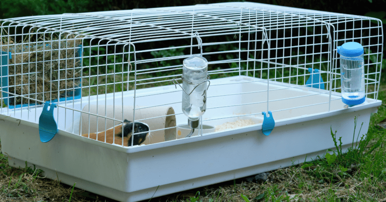 Top 10 Small Animal Cages That Will Make Your Pet’s Home a Cozy Paradise