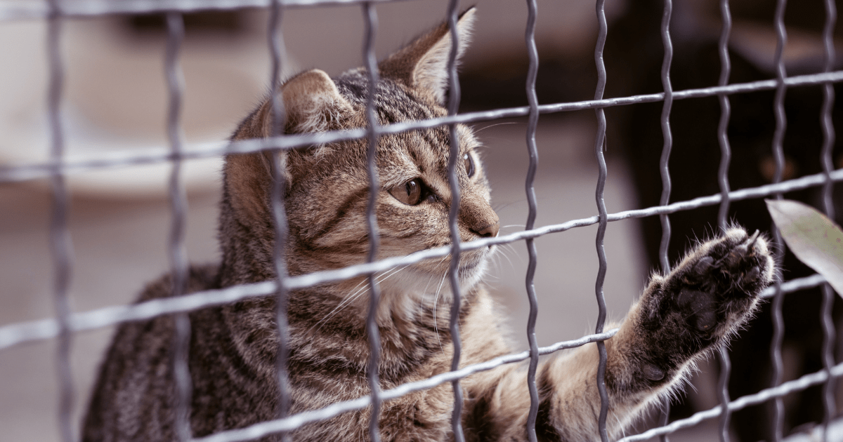 Affordable Small Animal Cages That Don’t Compromise on Quality