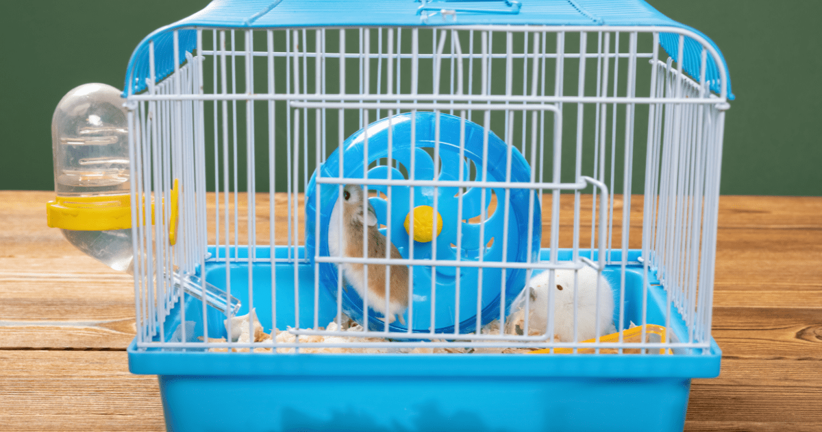 Small Animal Cages That Help Your Pet Stay Active and Engaged