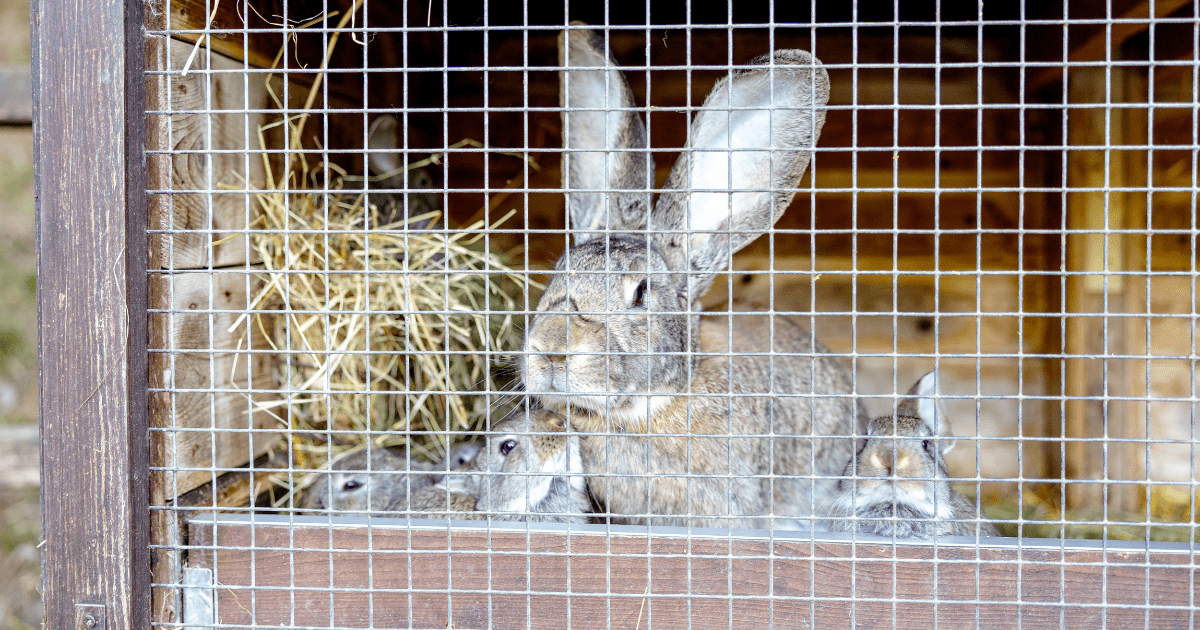 Eco-Friendly Small Animal Cages: Sustainable Options for Your Pet